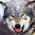 monster wolf // 120x120 // 8.3KB