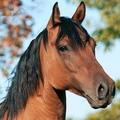 horse pet // 120x120 // 7.7KB