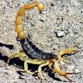 monster scorpion // 120x120 // 10.7KB