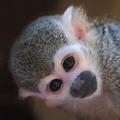 monkey monster // 120x120 // 8.5KB