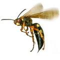monster wasp // 120x120 // 4.3KB
